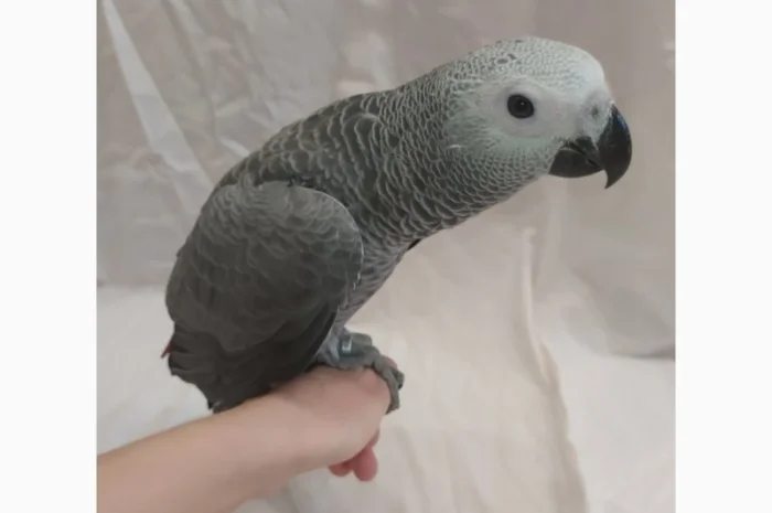 Жако. Ручные малыши выкормыши. Птица. Птенец- фото № 1