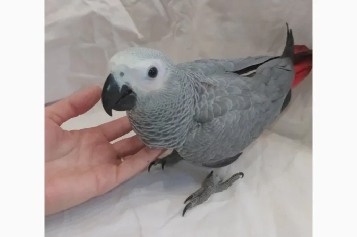 Жако. Ручные малыши выкормыши. Птица. Птенец- фото № 2