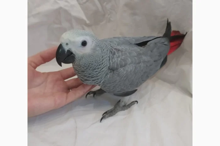 Жако. Ручные малыши выкормыши. Птица. Птенец- фото № 3