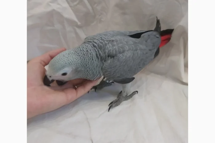 Жако. Ручные малыши выкормыши. Птица. Птенец- фото № 4