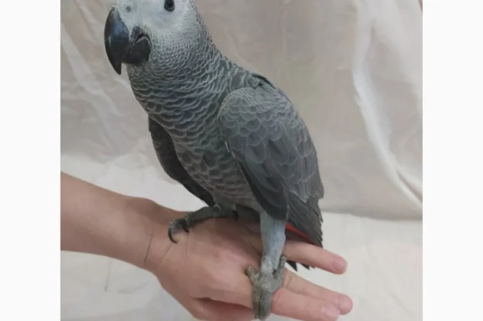 Жако. Ручные малыши выкормыши. Птица. Птенец- фото № 5