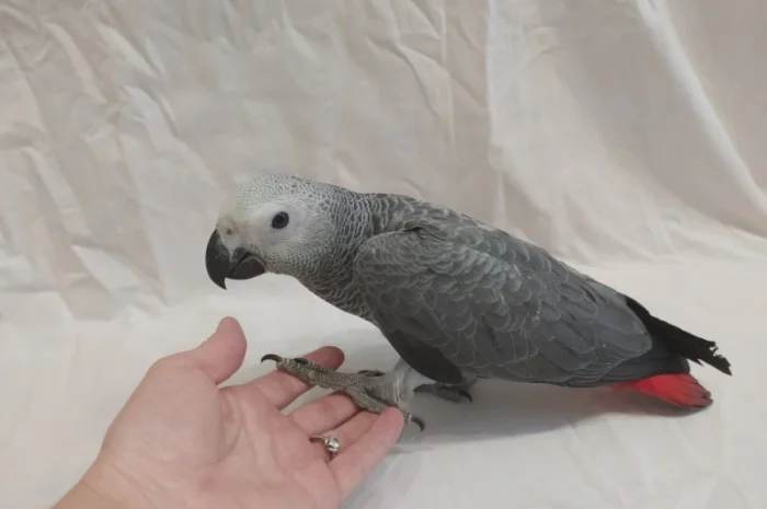 Жако. Ручные малыши выкормыши. Птица. Птенец- фото № 7