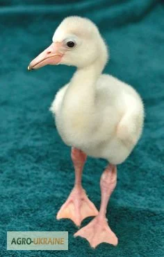 Домашній птах Фламінго, білі та рожеві фламінго- фото № 1