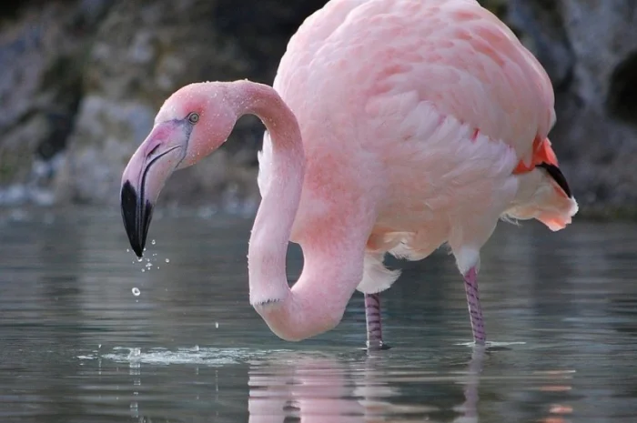 Домашній птах Фламінго, білі та рожеві фламінго- фото № 4