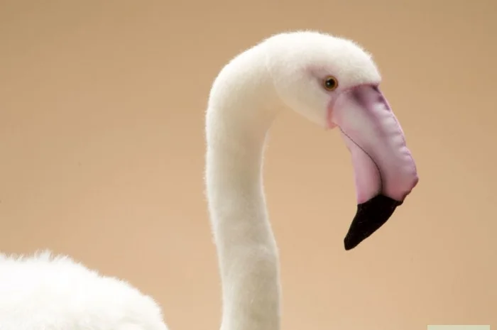 Домашній птах Фламінго, білі та рожеві фламінго- фото № 5