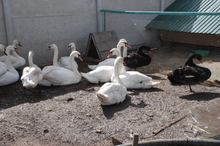 Домашні лебеді на вибір- фото № 1