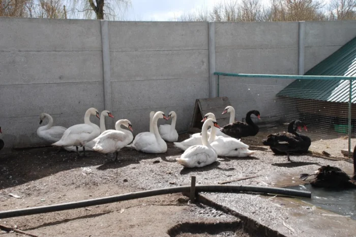 Домашні лебеді на вибір- фото № 2