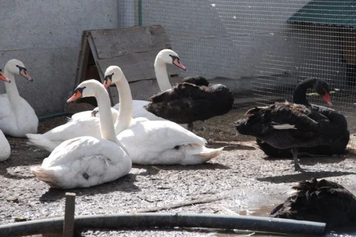 Домашні лебеді на вибір- фото № 3