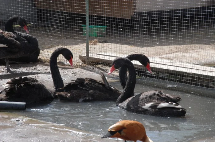 Домашні лебеді на вибір- фото № 5