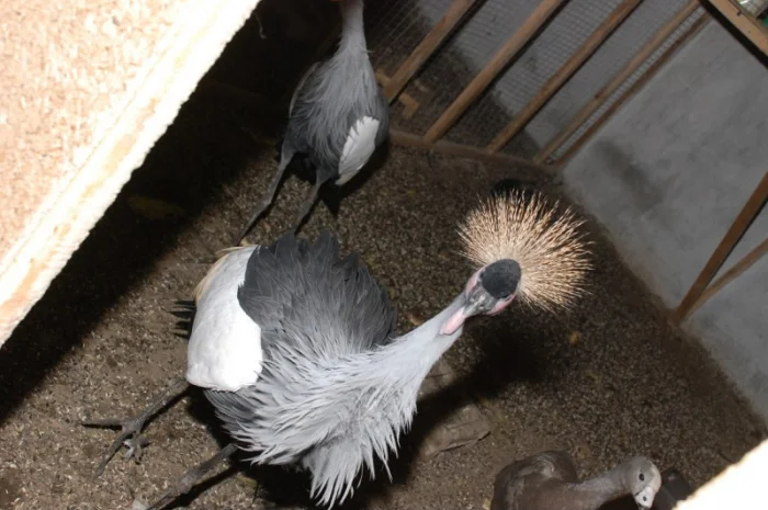 Венценосный журавль, восточный венценосный журавль- фото № 1