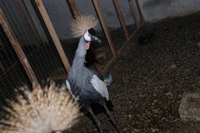 Венценосный журавль, восточный венценосный журавль- фото № 3