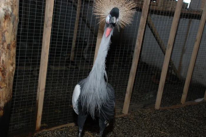 Венценосный журавль, восточный венценосный журавль- фото № 4