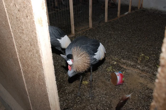 Венценосный журавль, восточный венценосный журавль- фото № 5