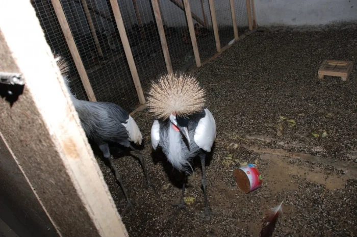 Вінценосний журавель, східний вінценосний журавель- фото № 1