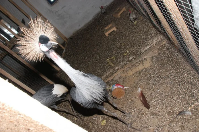 Вінценосний журавель, східний вінценосний журавель- фото № 2