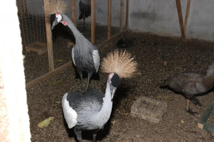 Вінценосний журавель, східний вінценосний журавель- фото № 3