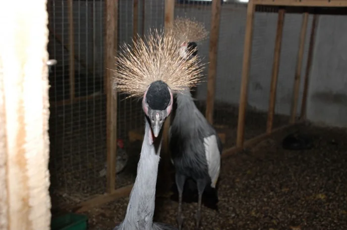 Вінценосний журавель, східний вінценосний журавель- фото № 4