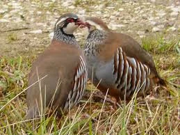 Продам горних куропаток- фото № 2