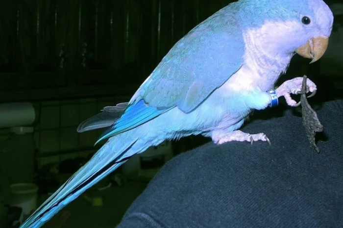 Продам попугаїв- фото № 1