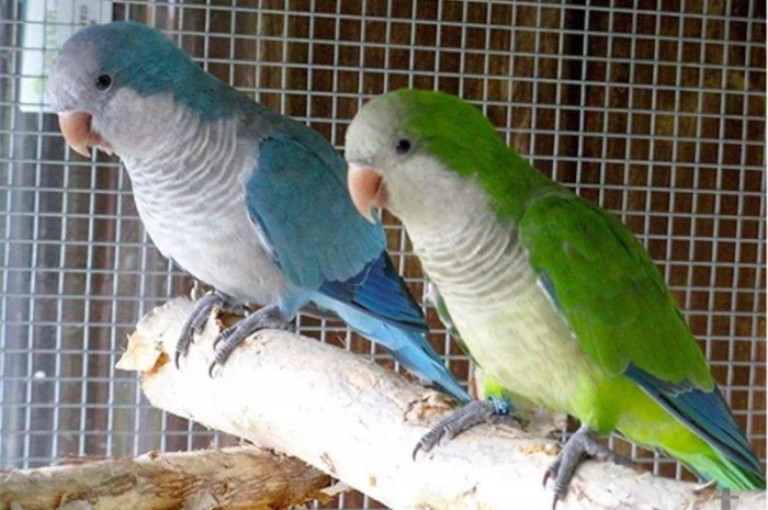 Продам попугаїв- фото № 2