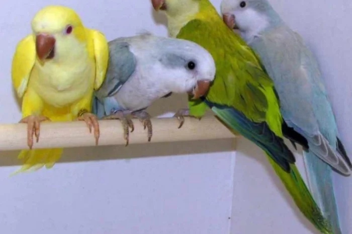 Продам попугаїв- фото № 3