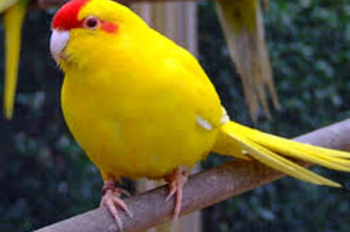 Продам попугаїв- фото № 4