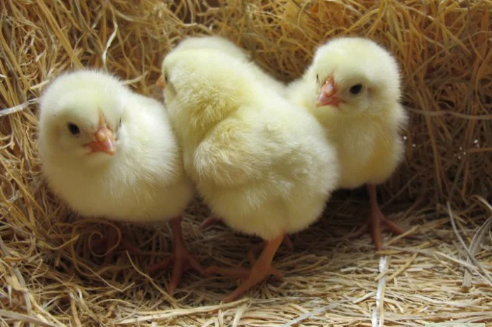 Суточный бройлер кобб-500- фото № 1