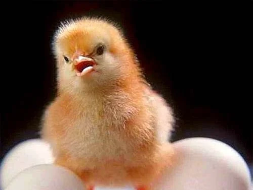 Бройлер суточный- фото № 1