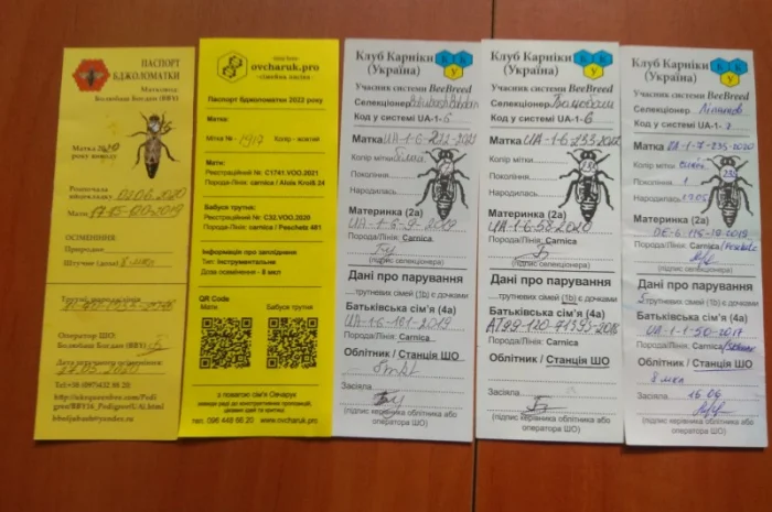 Плідні бджоломатки Карніка F1- фото № 2