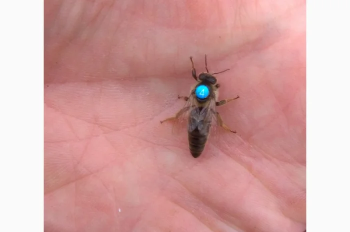 Плідні бджоломатки Карніка F1- фото № 1