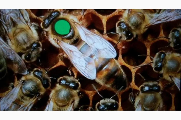 : Пчеломатки украинская степная – племзавод- фото № 1