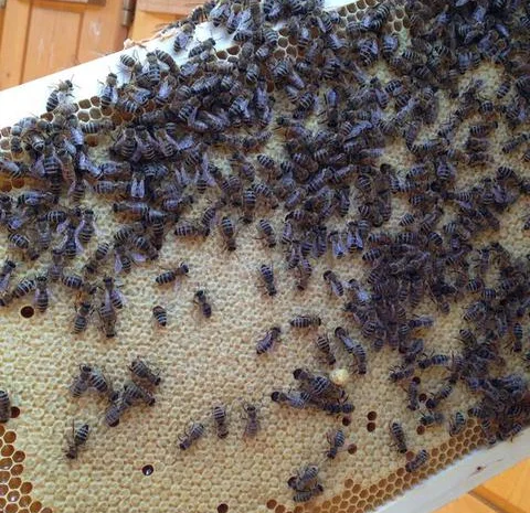 Пчеломатки Carnica 2023- фото № 2