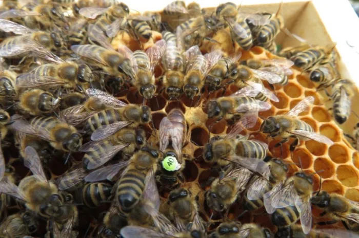 Пчеломатки Carnica 2023- фото № 3