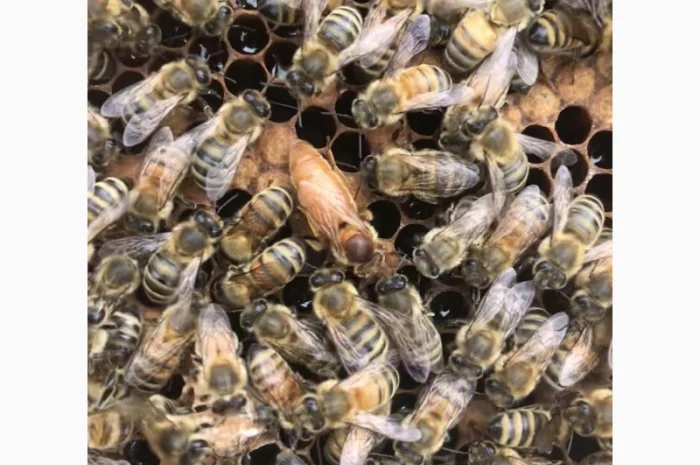 Пчеломатки Cordovan Italian- фото № 3