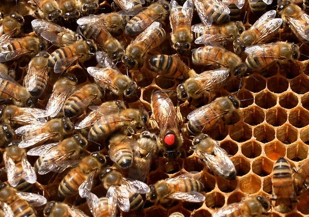 Buckfast бджоломатки- фото № 2