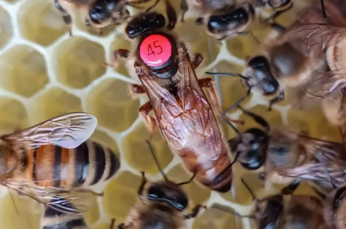 Buckfast бджоломатки- фото № 3