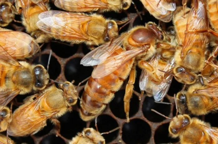 Продаются бджоломатки породы ligustica из Италии- фото № 1