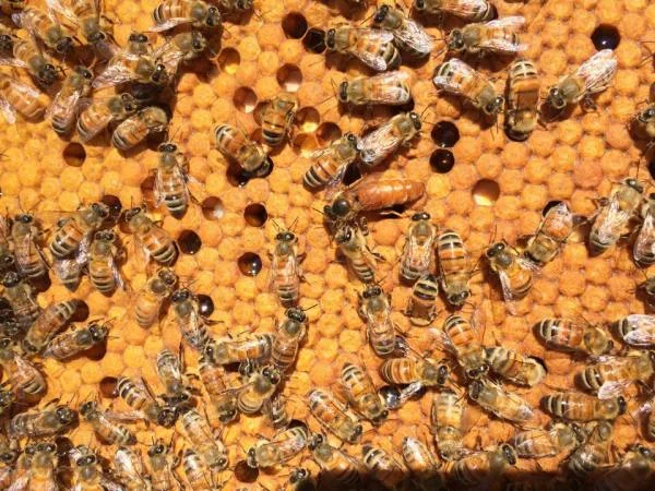 Продаются бджоломатки породы ligustica из Италии- фото № 2