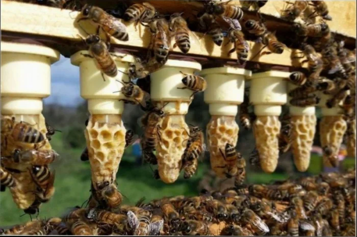 Продаются бджоломатки породы ligustica из Италии- фото № 3