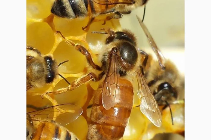 Продаются бджоломатки породы ligustica из Италии- фото № 4