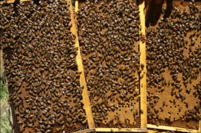 Продаются бджоломатки породы ligustica из Италии- фото № 6