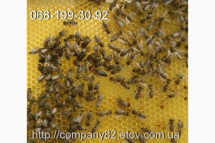 Молодые плодные матки пчел Карпатки (меченые) на продажу- фото № 1