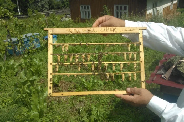 Молодые плодные матки пчел Карпатки (меченые) на продажу- фото № 2