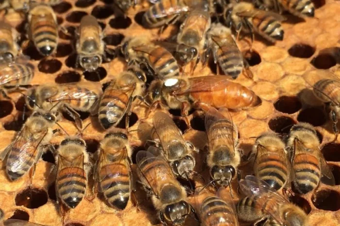 Продам маток Лигустика- фото № 1