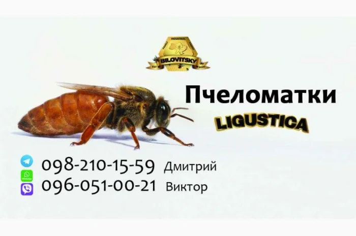 Пчеломатки Лигустика- фото № 1