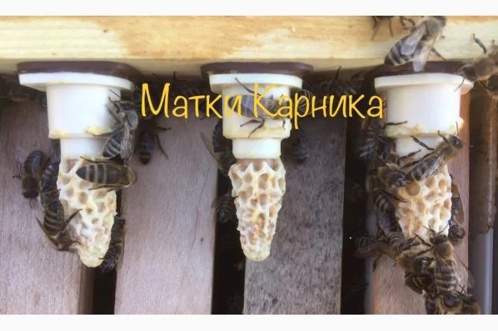 Продам Карнику- фото № 1