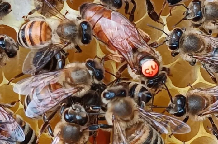 Матки Бакфаст- фото № 1