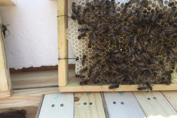 Матки Карпатка та КАРНІКА 2024 – Бджоломатки високої якості (Пчеломатка, Бджоломатка, Бджолині матки)- фото № 4