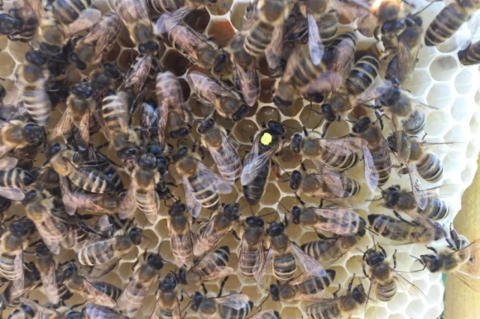 Матки Карпатка та КАРНІКА 2024 – Бджоломатки високої якості (Пчеломатка, Бджоломатка, Бджолині матки)- фото № 5