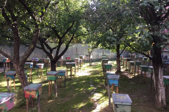 Матки Карпатка та КАРНІКА 2024 – Бджоломатки високої якості (Пчеломатка, Бджоломатка, Бджолині матки)- фото № 9